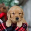 Image of Olaf, a Golden Retriever puppy