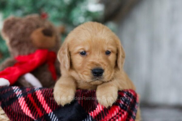 Image of Olaf, a Golden Retriever puppy