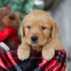 Image of Olaf, a Golden Retriever puppy