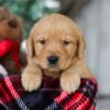 Image of Olaf, a Golden Retriever puppy