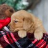 Image of Olaf, a Golden Retriever puppy