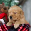 Image of Olaf, a Golden Retriever puppy