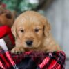 Image of Olaf, a Golden Retriever puppy