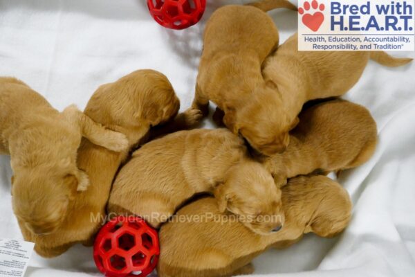 Image of Dec. 23 Litter 🎁, a Golden Retriever puppy