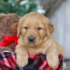 Image of Rudolph, a Golden Retriever puppy