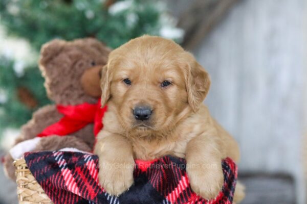 Image of Rudolph, a Golden Retriever puppy