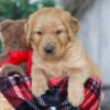 Image of Rudolph, a Golden Retriever puppy