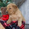 Image of Rudolph, a Golden Retriever puppy