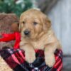 Image of Rudolph, a Golden Retriever puppy