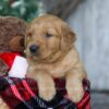 Image of Rudolph, a Golden Retriever puppy