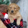 Image of Rudolph, a Golden Retriever puppy