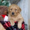 Image of Rudolph, a Golden Retriever puppy