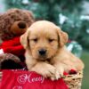 Image of Rusty, a Golden Retriever puppy