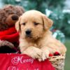 Image of Rusty, a Golden Retriever puppy