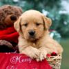 Image of Rusty, a Golden Retriever puppy