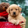 Image of Rusty, a Golden Retriever puppy