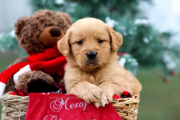 Image of Rusty, a Golden Retriever puppy