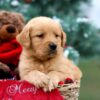 Image of Rusty, a Golden Retriever puppy