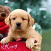 Image of Rusty, a Golden Retriever puppy