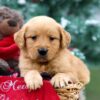 Image of Rusty, a Golden Retriever puppy