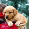 Image of Rusty, a Golden Retriever puppy