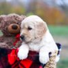 Image of Scarlett, a Golden Retriever puppy