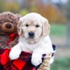 Image of Scarlett, a Golden Retriever puppy