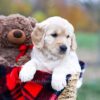 Image of Scarlett, a Golden Retriever puppy