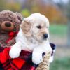 Image of Scarlett, a Golden Retriever puppy