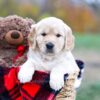 Image of Scarlett, a Golden Retriever puppy