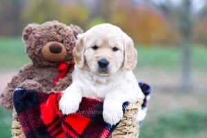 Image of Scarlett, a Golden Retriever puppy