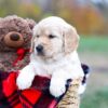 Image of Scarlett, a Golden Retriever puppy