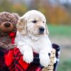 Image of Scarlett, a Golden Retriever puppy