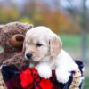 Image of Scarlett, a Golden Retriever puppy