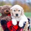 Image of Scarlett, a Golden Retriever puppy