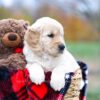 Image of Scarlett, a Golden Retriever puppy