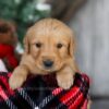 Image of Scrooge, a Golden Retriever puppy