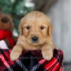 Image of Scrooge, a Golden Retriever puppy