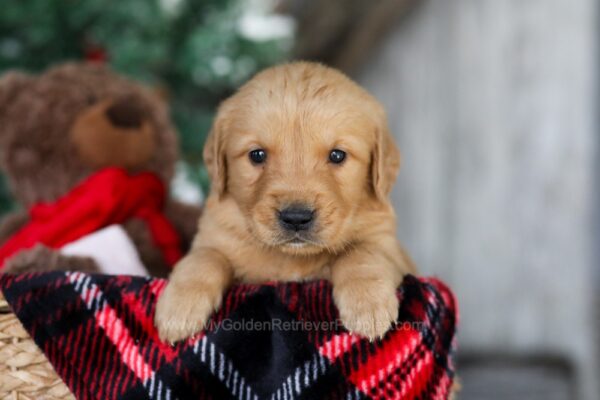 Image of Scrooge, a Golden Retriever puppy