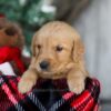 Image of Scrooge, a Golden Retriever puppy