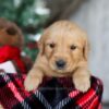 Image of Scrooge, a Golden Retriever puppy