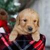 Image of Scrooge, a Golden Retriever puppy