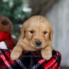 Image of Scrooge, a Golden Retriever puppy