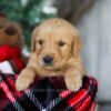 Image of Scrooge, a Golden Retriever puppy