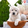 Image of Skittles, a Golden Retriever puppy