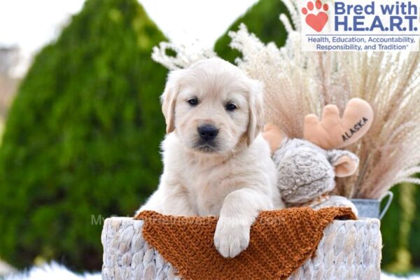 Image of Skittles, a Golden Retriever puppy