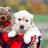 Image of Sophie, a Golden Retriever puppy