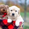 Image of Sophie, a Golden Retriever puppy