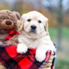 Image of Sophie, a Golden Retriever puppy