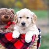 Image of Sophie, a Golden Retriever puppy